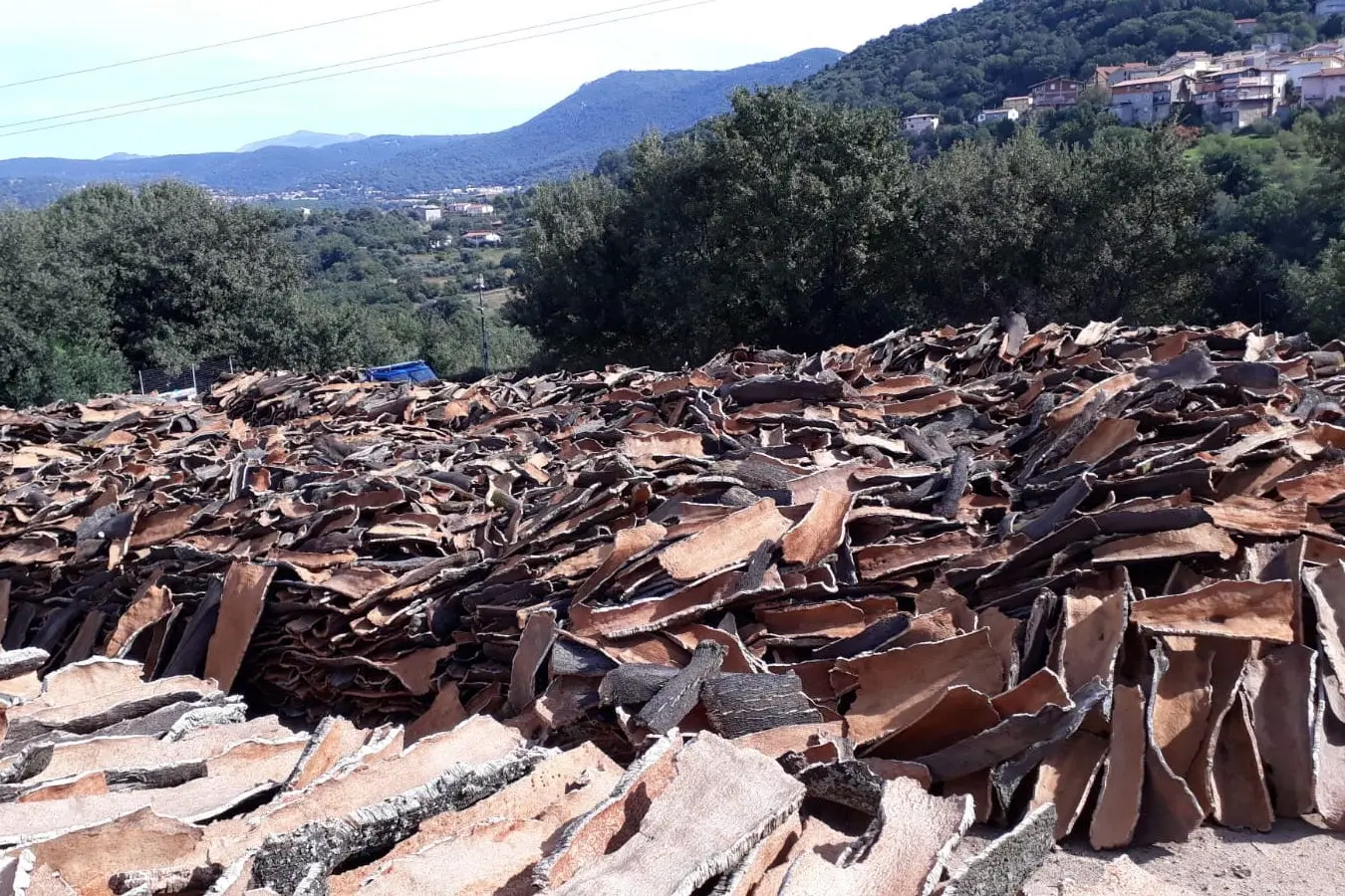 Un sugherificio in Gallura (Foto archivio)