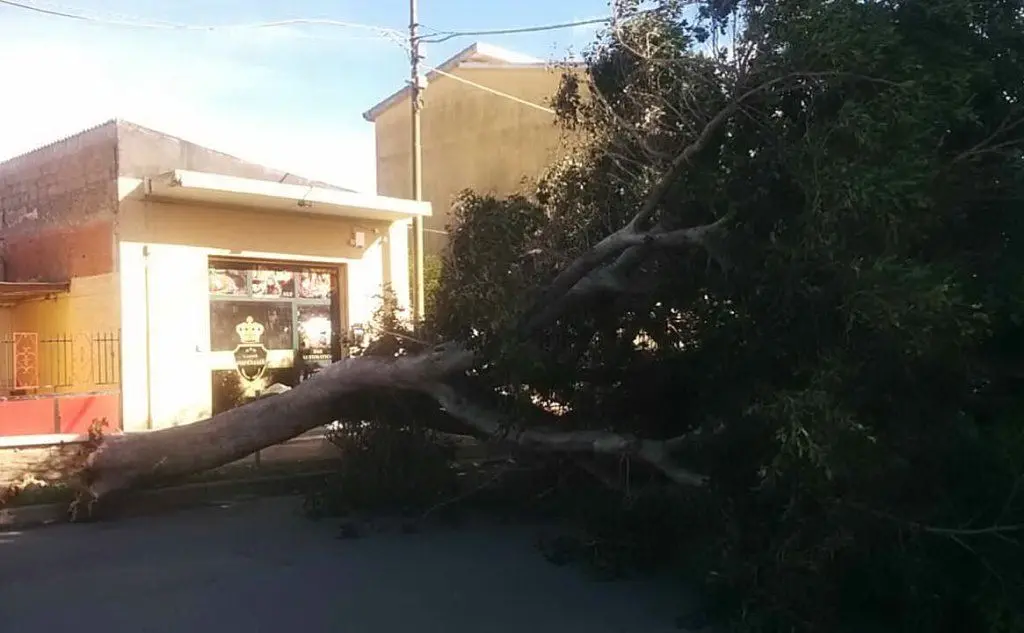 Un grosso albero è caduto in via Carlo Felice, Sanluri