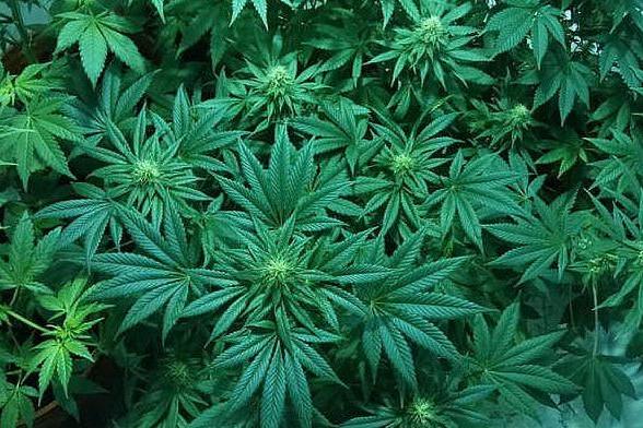 80 piante di marijuana nel bosco: 65enne di origini sarde nei guai