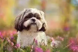 Shih Tzu (Ansa)