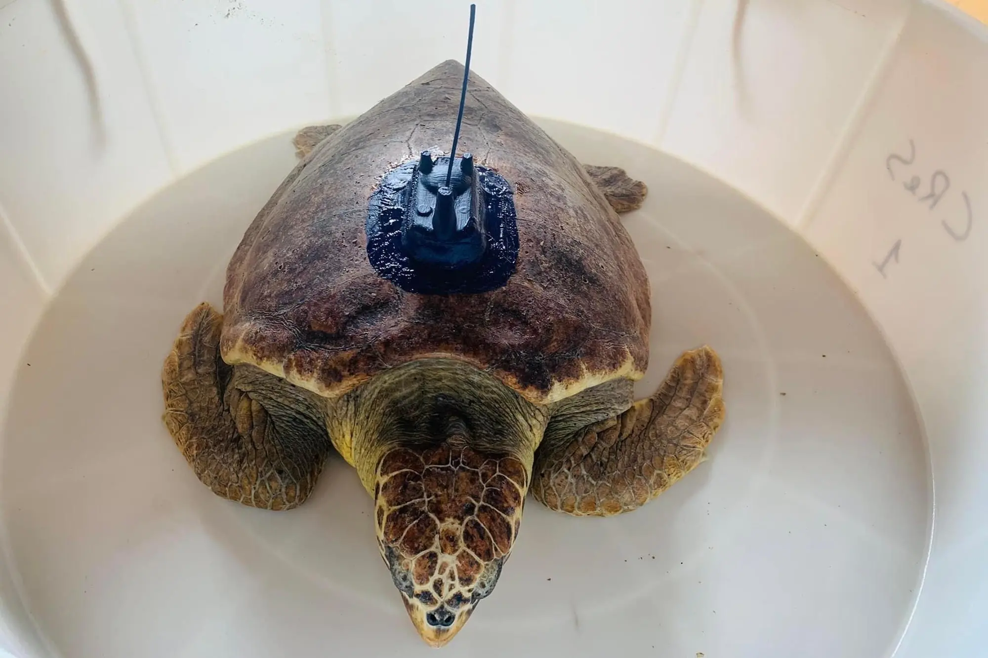 La tartaruga che verrà liberata (foto concessa)