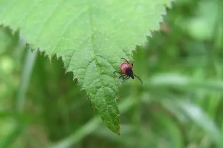 Malattia di Lyme, colpita oltre una persona su 7: \"Zecche sempre più diffuse per il caldo rovente\" (foto Ansa)
