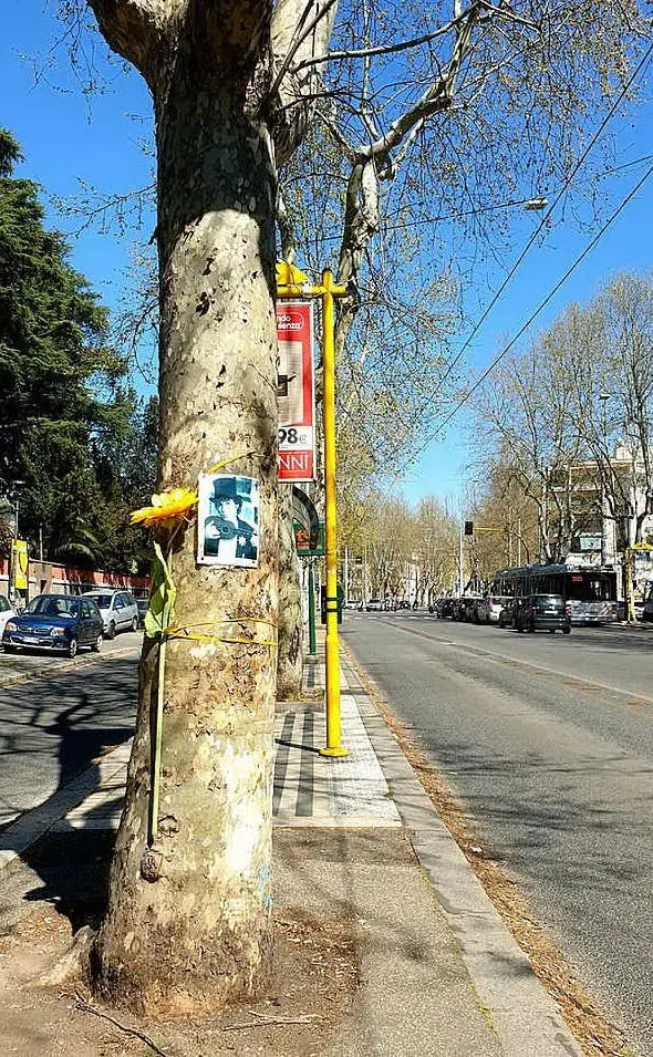 Una foto dell'artista su un albero in via Nomentana, a Roma (foto Wikipedia