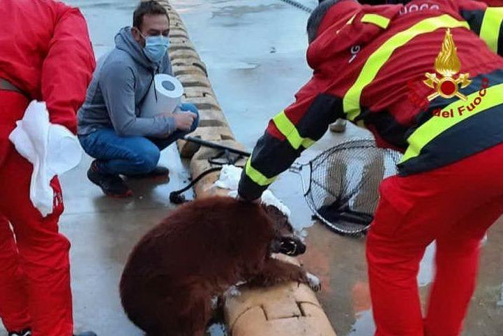 Il cane soccorso (foto vigili del fuoco di Cagliari)