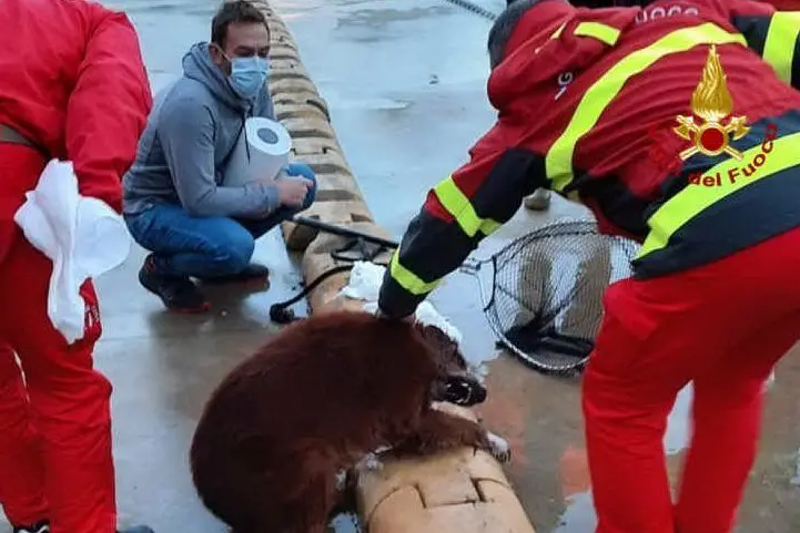 Il cane soccorso (foto vigili del fuoco di Cagliari)