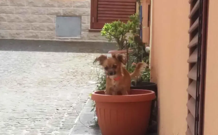 Minù &quot;in versione pianta&quot;, Ossi