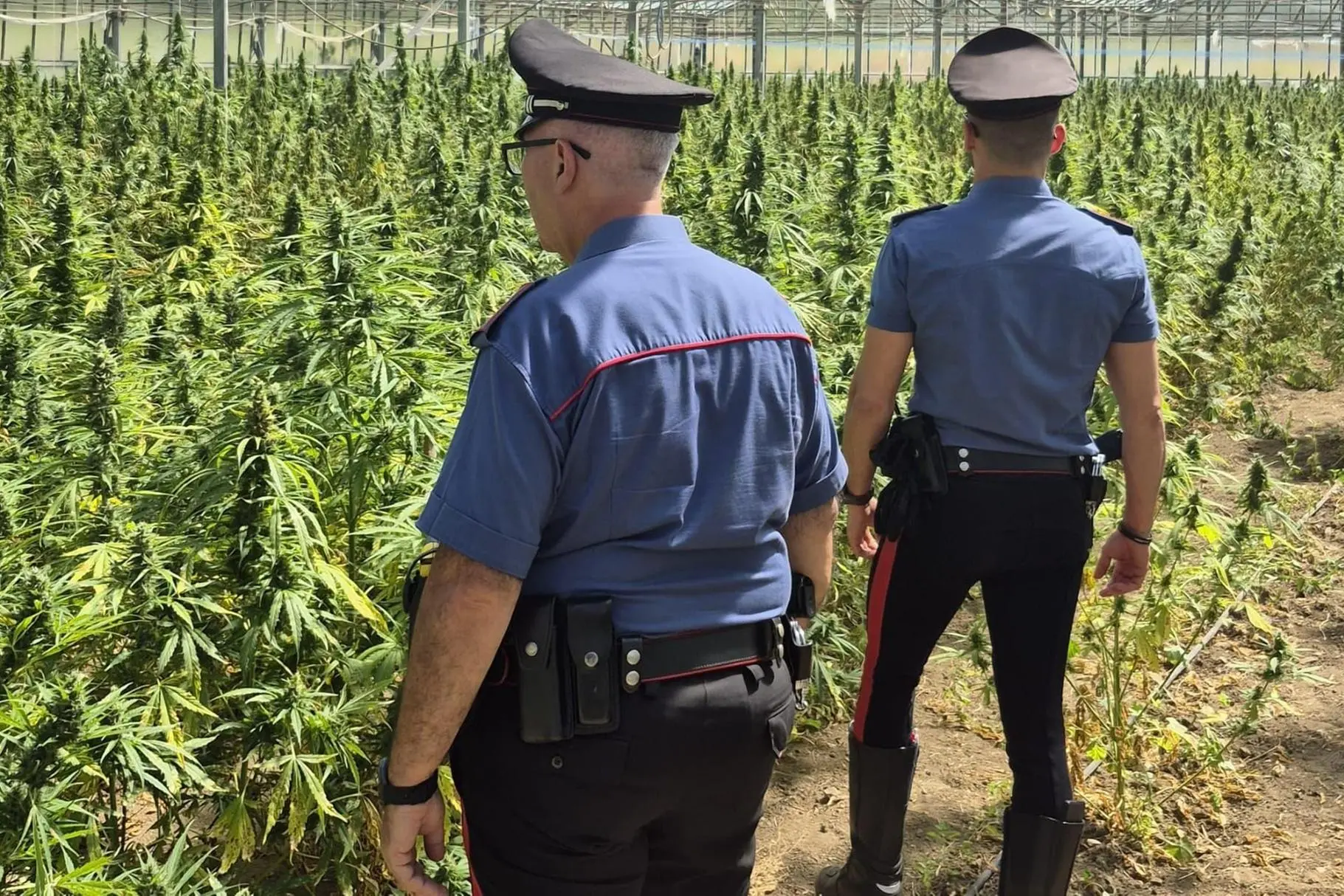 Carabinieri in una piantagione di marijuana