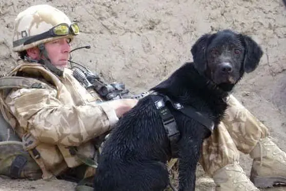 Un militare inglese in compagnia di un cane soldato