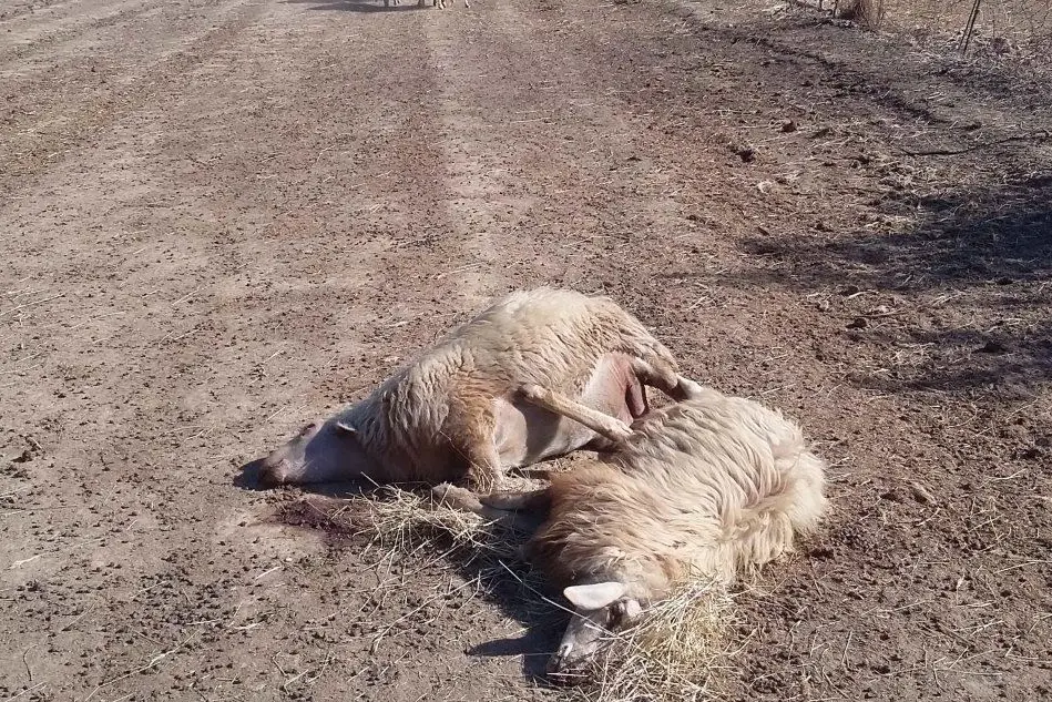 Gli ultimi due ovini morti