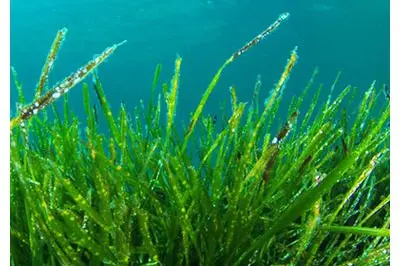 L'alga spirulina (foto archivio L'Unione Sarda)