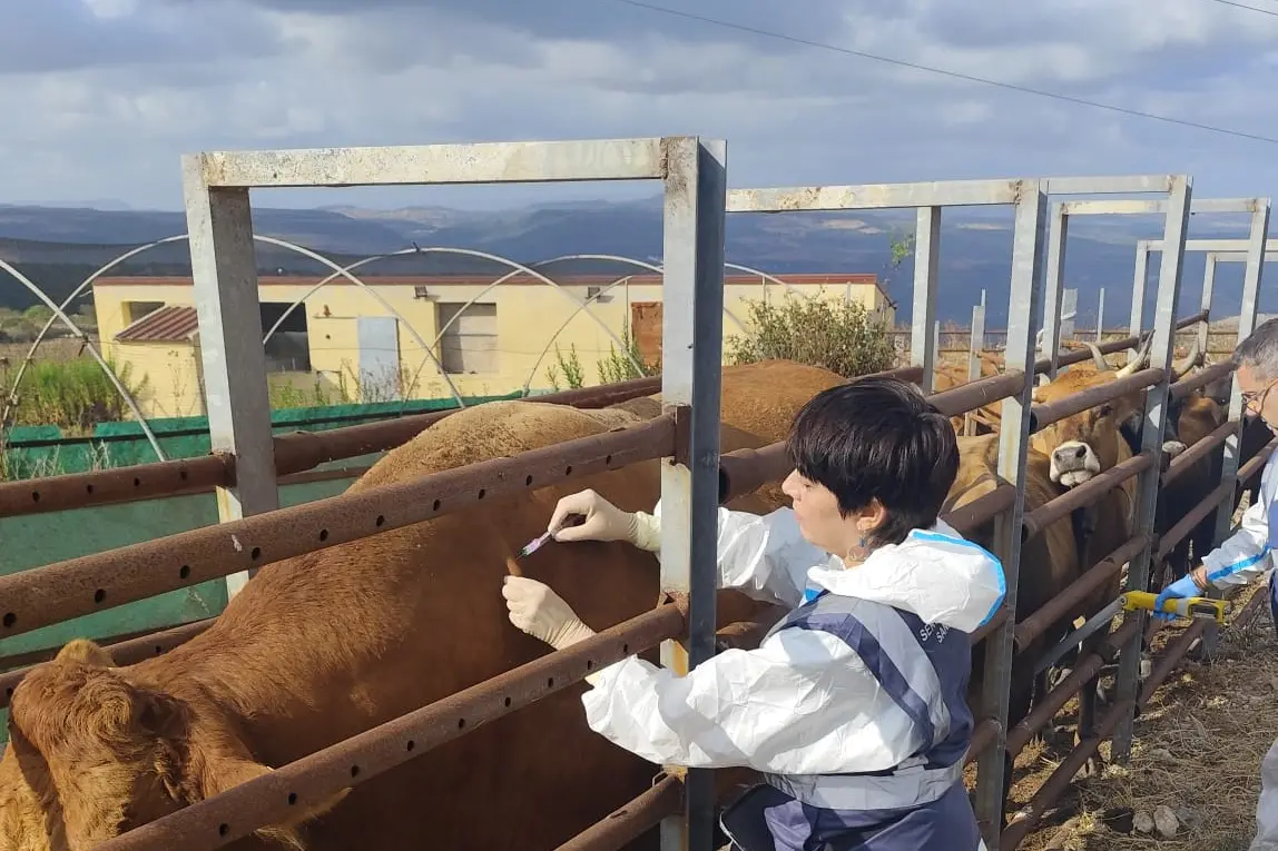 Vaccinazione bovini