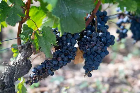 epa09478239 Cabernet-Sauvignon grapes at Chateau Haut Brion vineyard near Bordeaux, France, 20 September 2021. The Grape harvest in 2021 is expected to be significantly lower than usual as the vines were devastated by the frost wave that has hit vineyards in Gironde and across the country in April 2021. The usual volumes of the harvest in Bordeaux are estimated by the Chamber of Agriculture between 5 and 5.3 million hectolitres. EPA/CAROLINE BLUMBERG