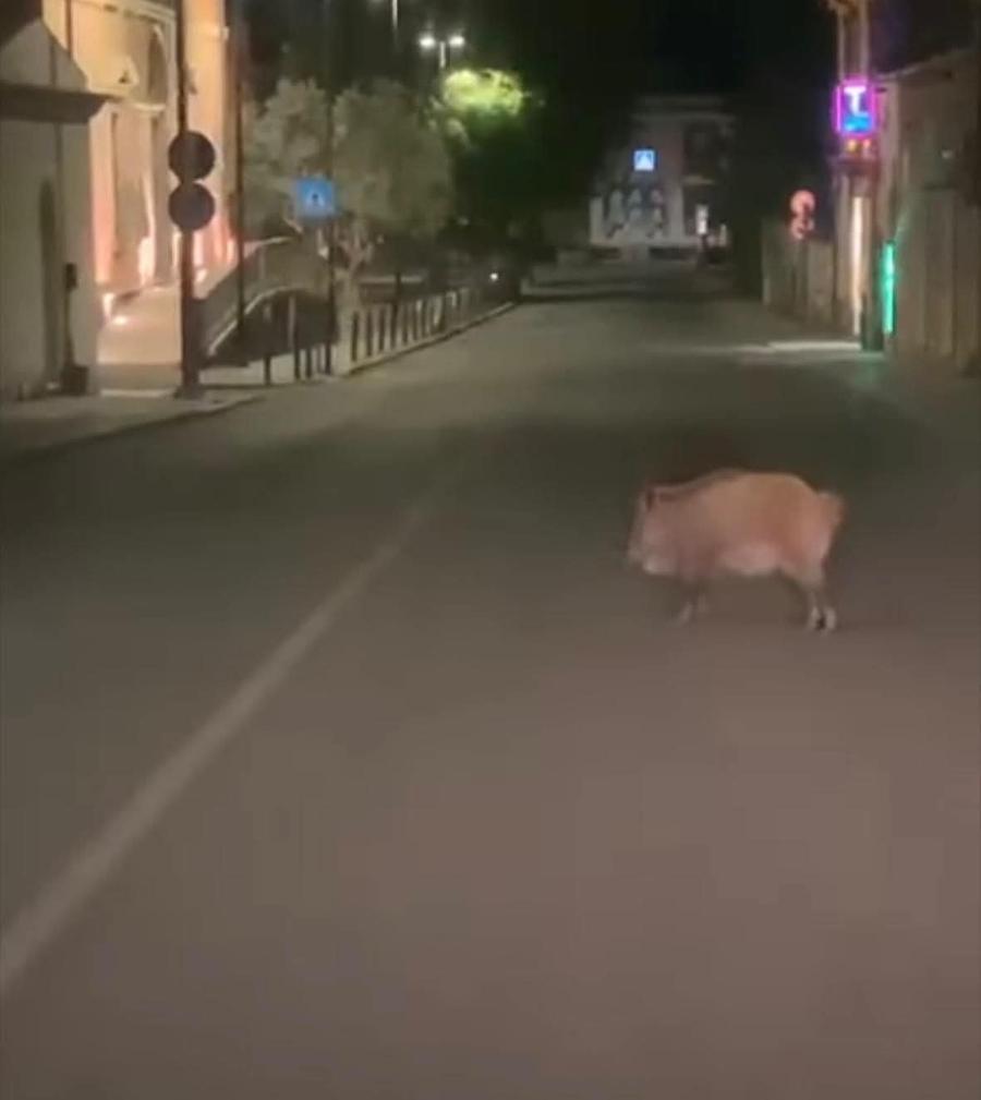 Cinghiale nel centro di Iglesias, nuova segnalazione in via Roma