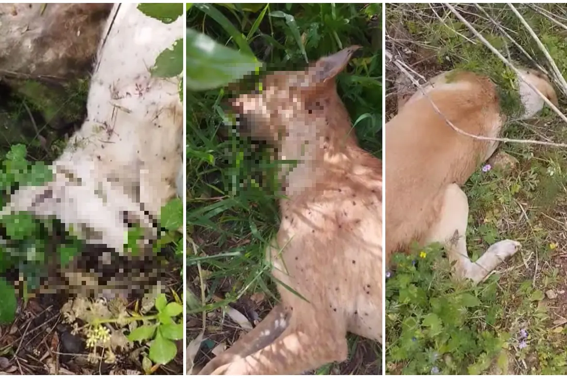 Cani uccisi a Sassari (frame da video Facebook)