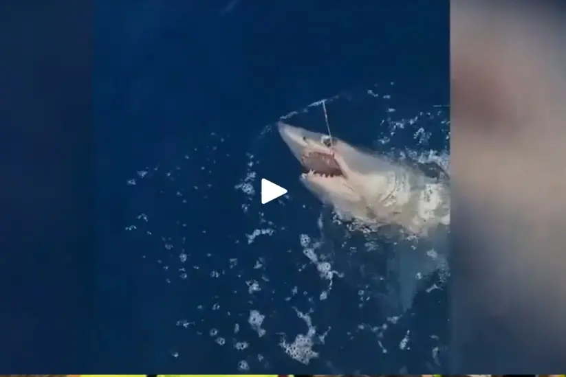 Grande squalo mako catturato davanti al porto di Livorno, poi si libera