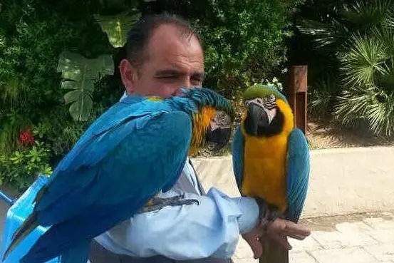 I due pappagalli
