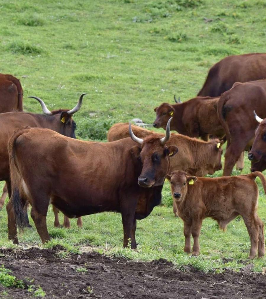 Dermatite dei bovini, nuovi focolai