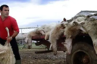 Un allevatore alle prese con le pecore morte per lingua blu