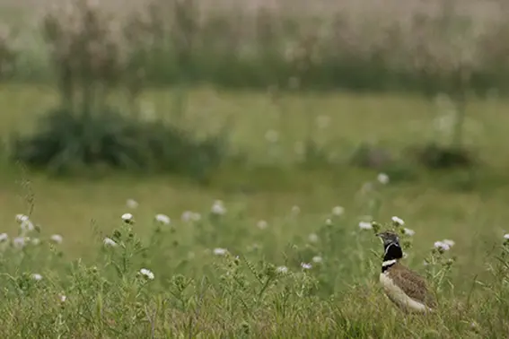 Una gallina prataiola censita dalla Lipu (foto Sanna)