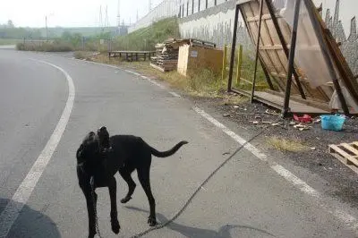 Un cane alla catena