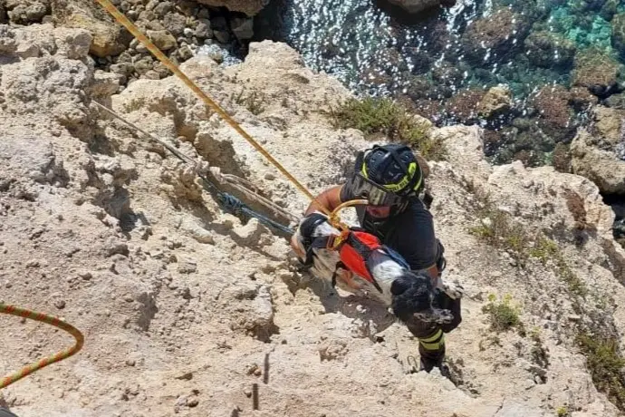 Il recupero del cane a Cabras