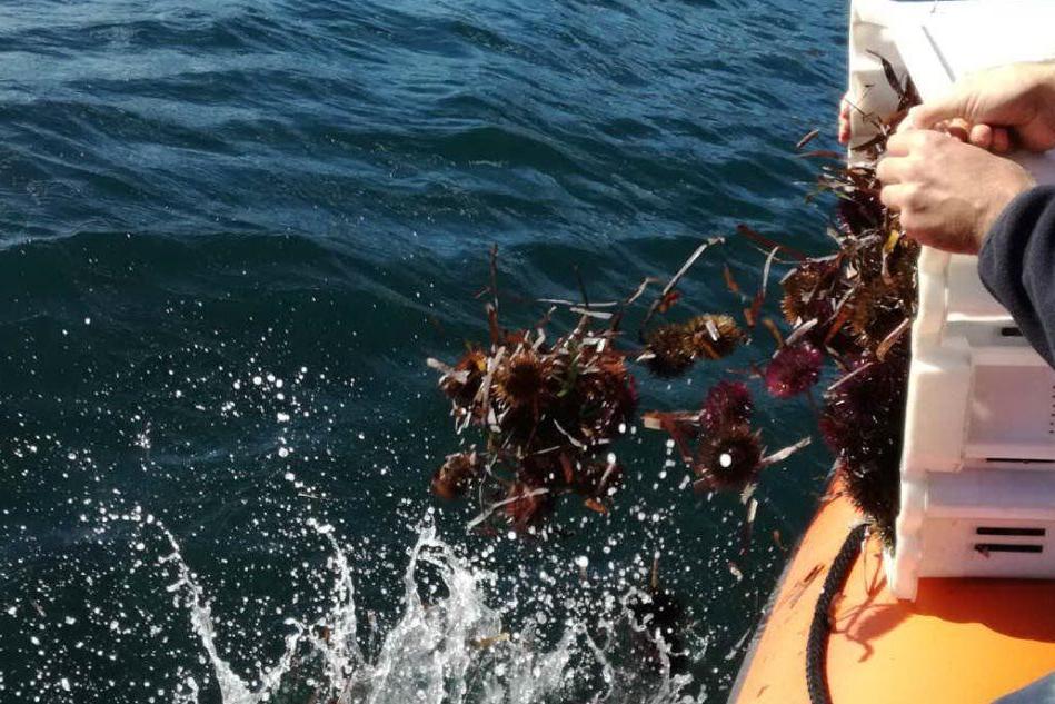 Sarroch, ricci a rischio estinzione: decine di barche per rifornire i ristoranti di Cagliari