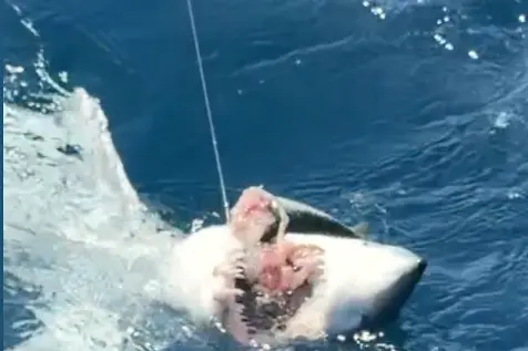 Lo squalo mako a Porto Pino