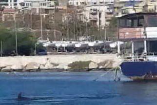 Cagliari, tra le barche attraccate al porto spuntano... i delfini