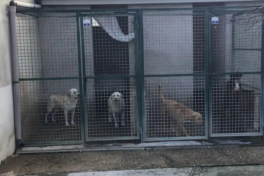 Canile comunale a Porto Torres (foto Pala)