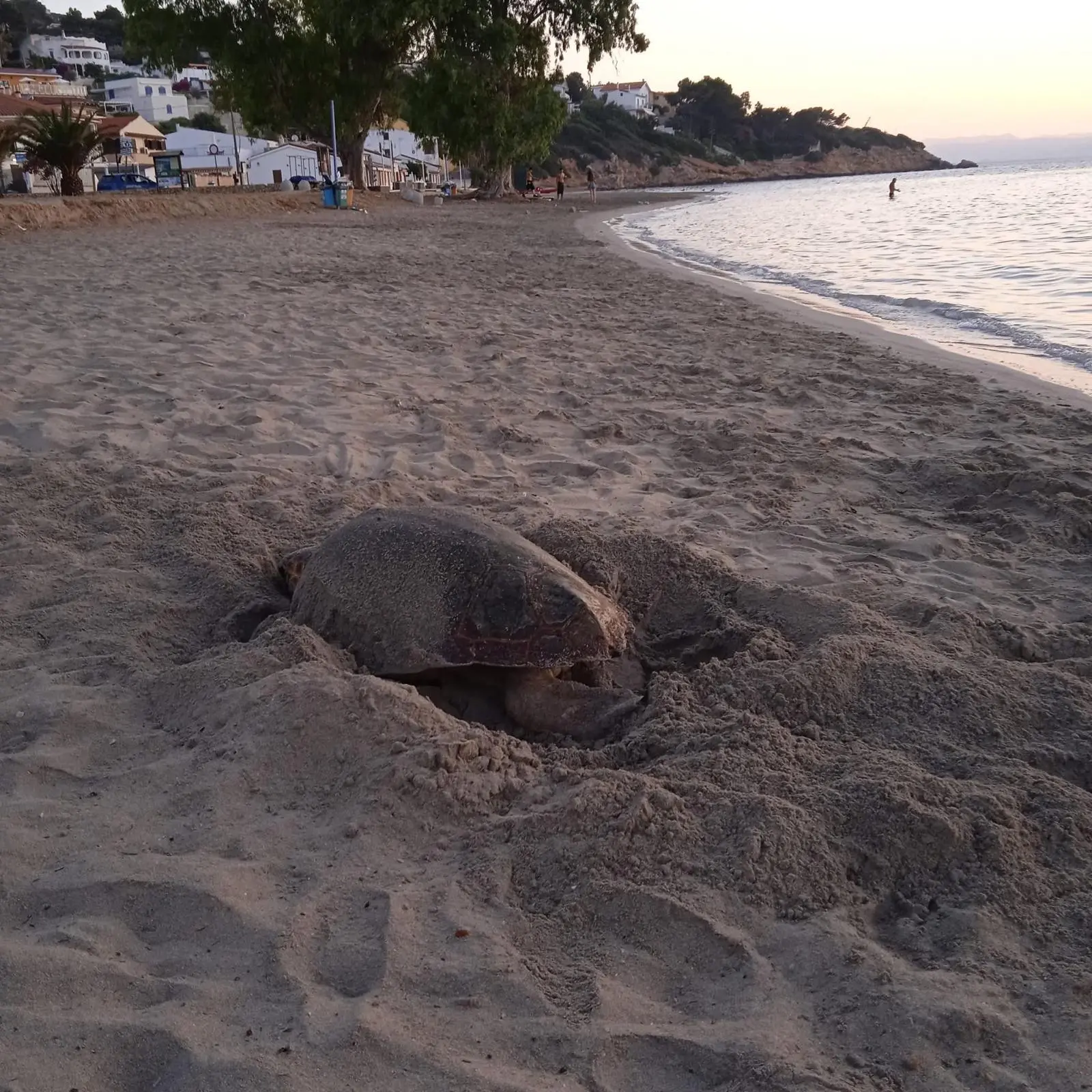 La tartaruga depone le uova a Maladroxia