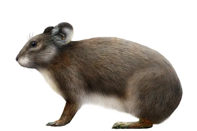 Il Prolagus sardus