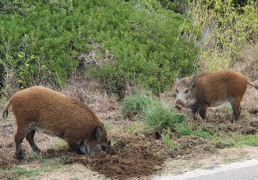 Gallura, corsi della Provincia per coadiutori faunistici