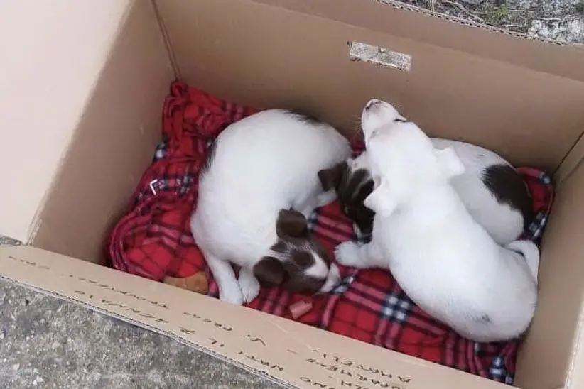 I tre cuccioli (Foto V.Pinna)