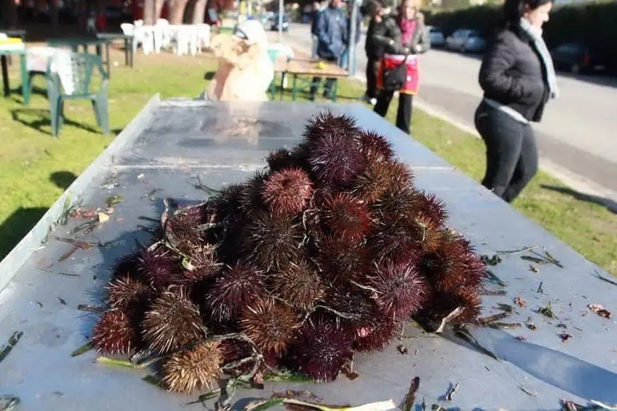 E' iniziata la stagione dei ricci: polemiche tra i pescatori