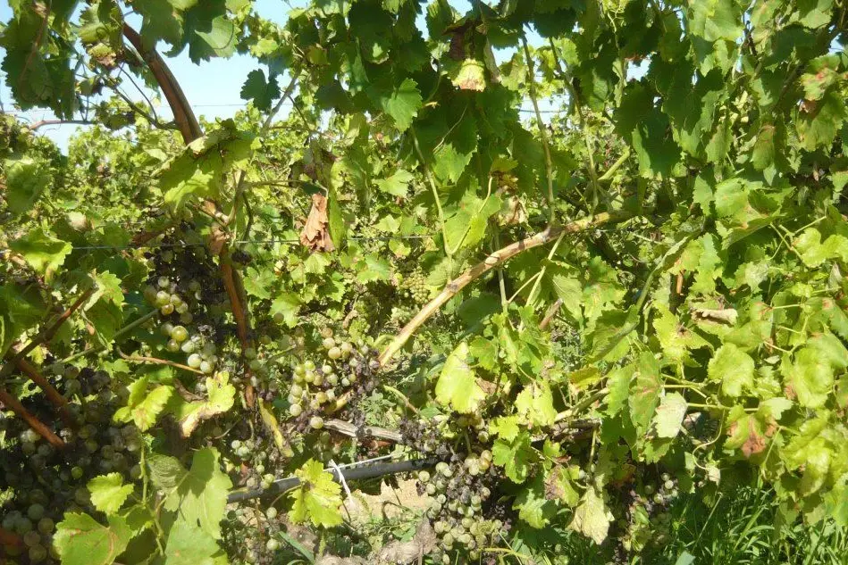 Un vigneto devastato dalla peronospora