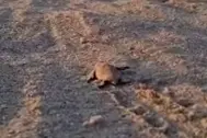 Una tartarughina (foto da frame video)