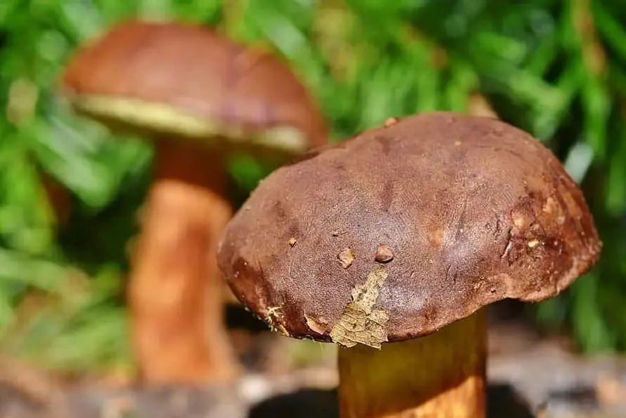 Funghi (foto Pixabay)