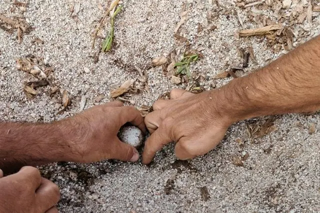 Il nido (foto concessa)