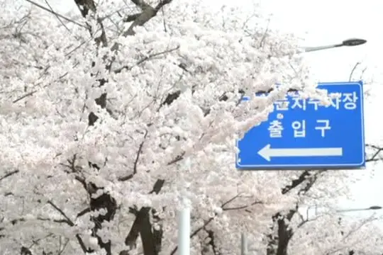 A Seul, la festa dei ciliegi in fiore dà il via alla primavera