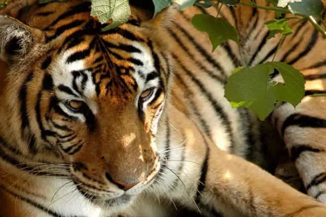 Una tigre indiana (Ansa)