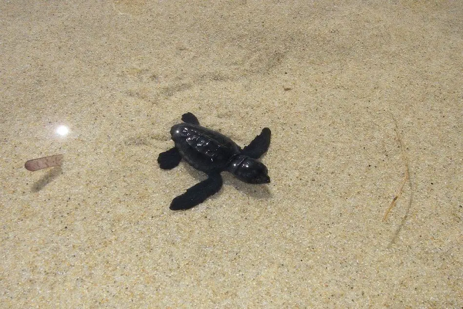 Una tartarugha nella spiaggia di Cala Sinzias