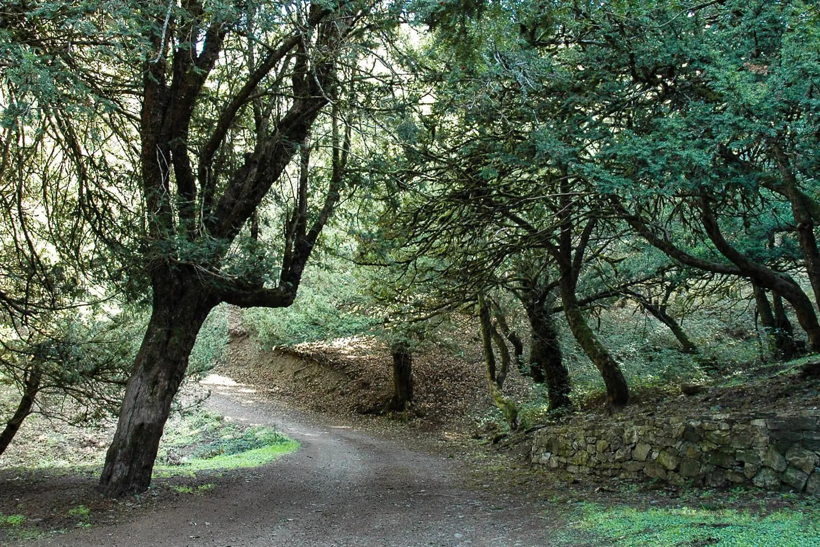 Un bosco nel territorio di Pula (foto Murgana)
