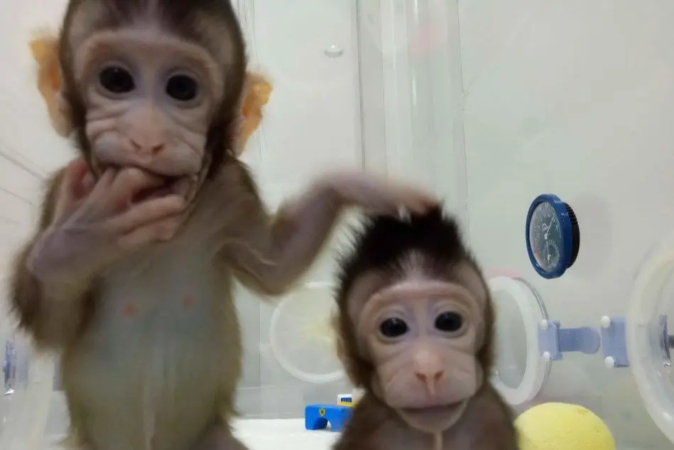 Due scimmiette (Ansa)