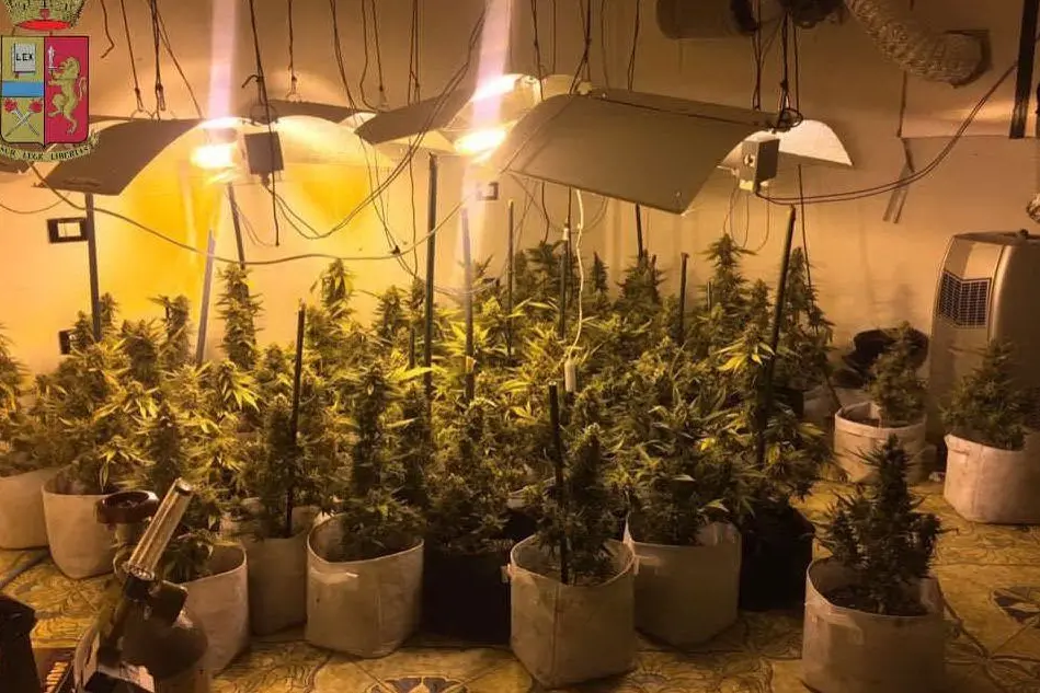 La serra con le piante di marijuana scoperta in una villa di Quartu