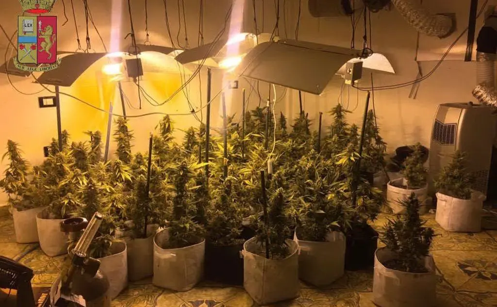 La serra con le piante di marijuana scoperta in una villa di Quartu