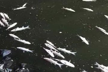 Centinaia di pesci morti nel canale di Su Siccu