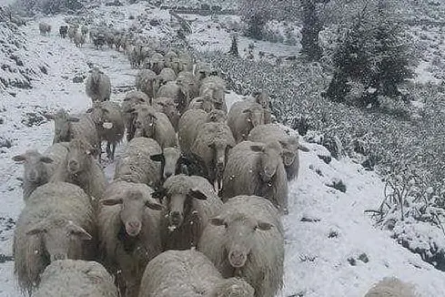 Pecore sotto la neve a Desulo in un'immagine scattata da un nostro lettore