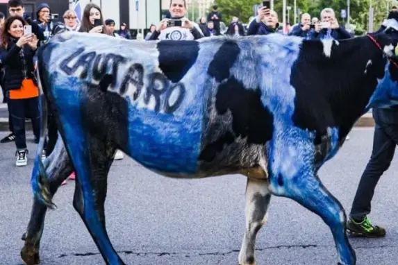 The Nerazzurri cow (X)