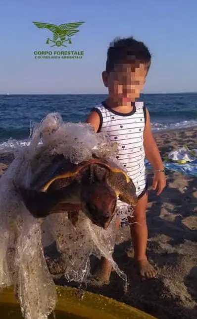 Il bimbo di 5 anni ha avvistato l'esemplare dalla spiaggia
