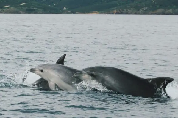 Delfini nel Golfo dell'Asinara (foto concessa)